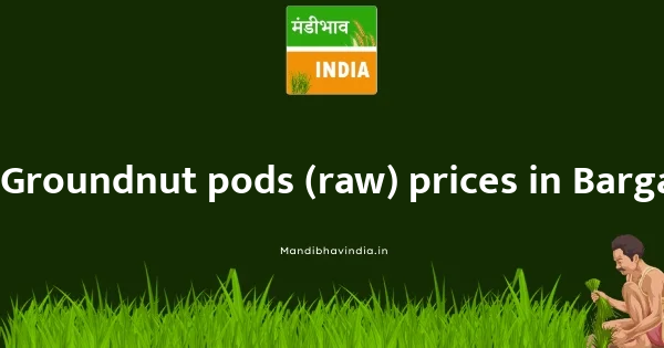 Groundnut pods (raw) price